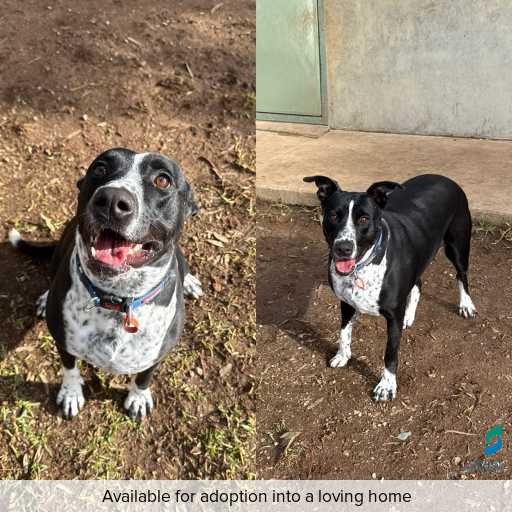 Photo of dog with ID of : D250310.