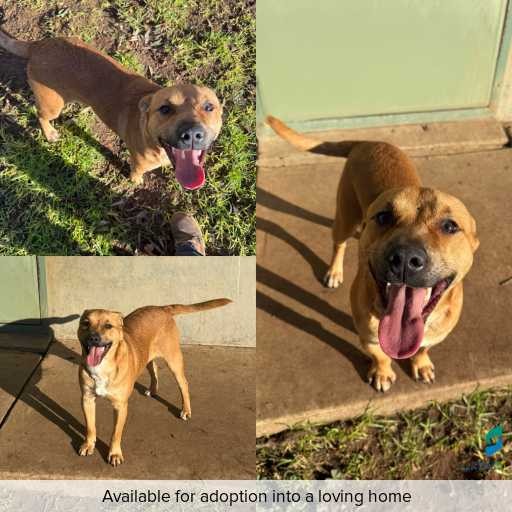 Photo of dog with ID of : D250335.