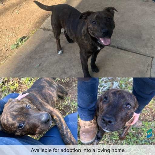 Photo of dog with ID of : D250336.