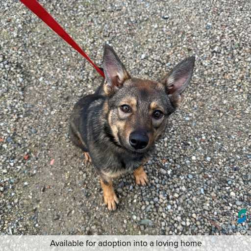 Photo of dog with ID of : D250365.