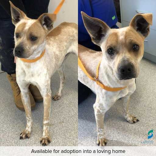 Photo of dog with ID of : D250368.