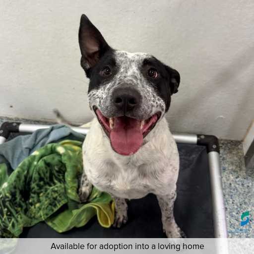 Photo of dog with ID of : D250398.