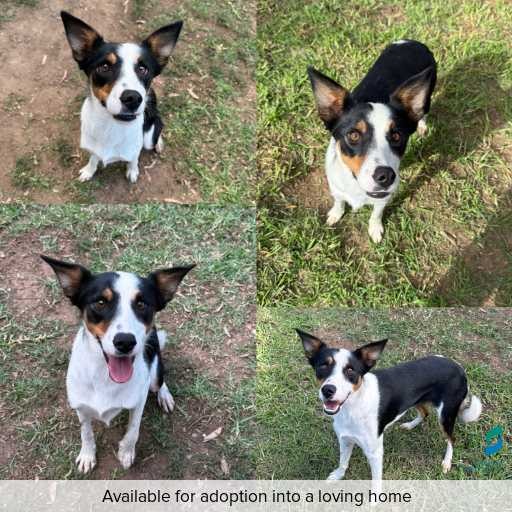 Photo of dog with ID of : D250408.