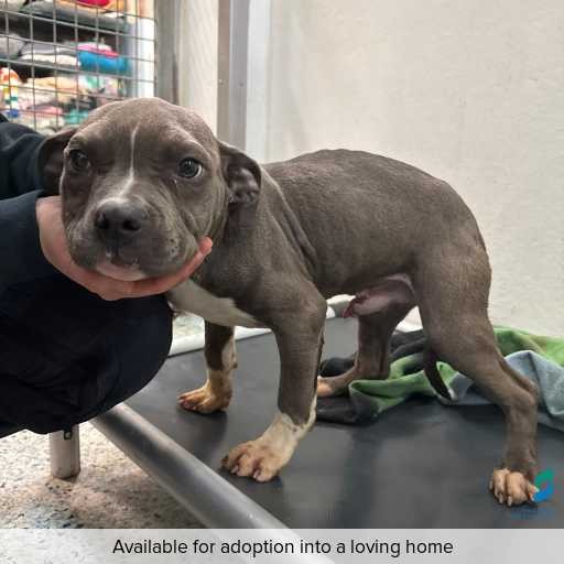 Photo of dog with ID of : D250456.