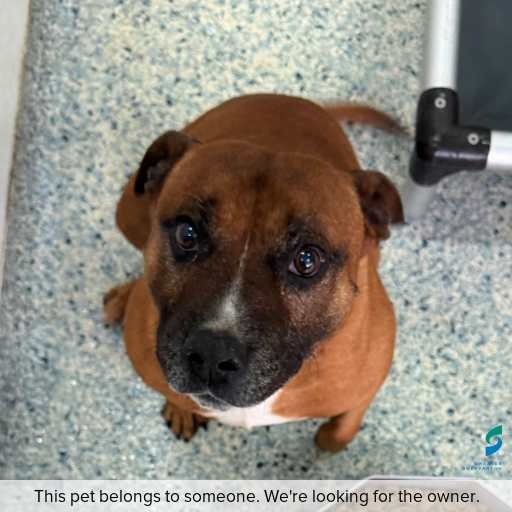 Photo of dog with ID of : D250514.