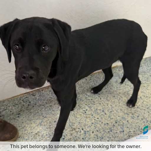 Photo of dog with ID of : D250515.