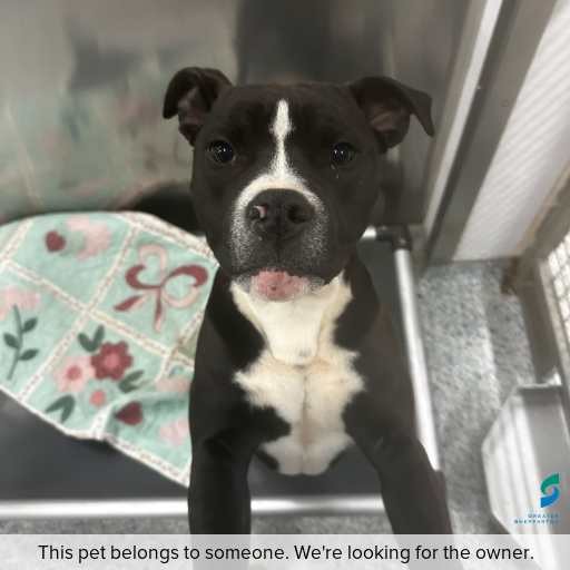 Photo of dog with ID of : D250523.
