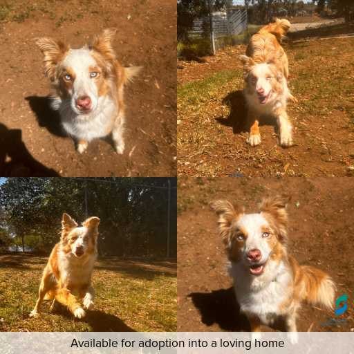 Photo of dog with ID of : D250613.