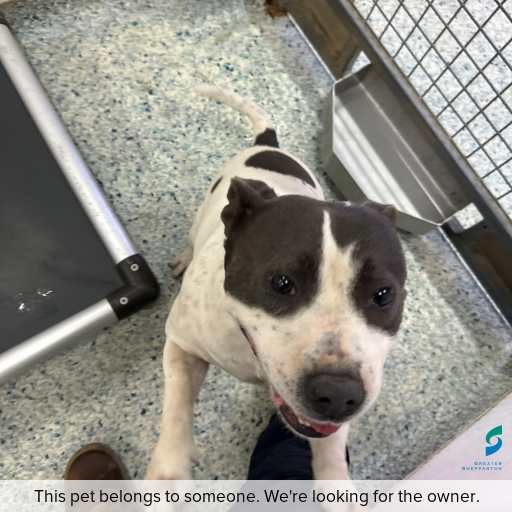 Photo of dog with ID of : D260047.