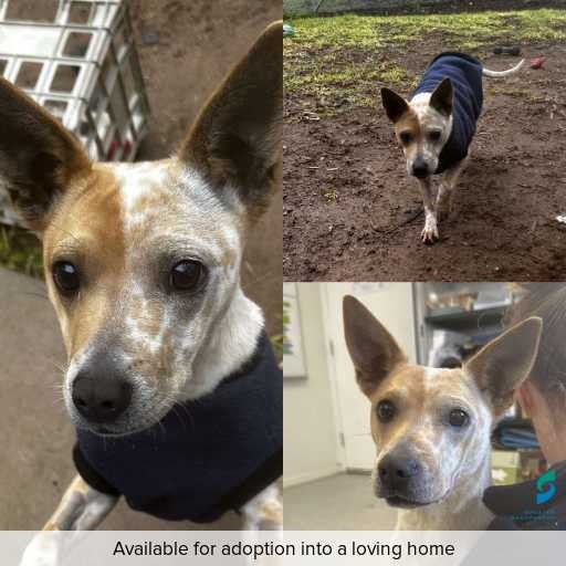 Photo of dog with ID of : D250369.