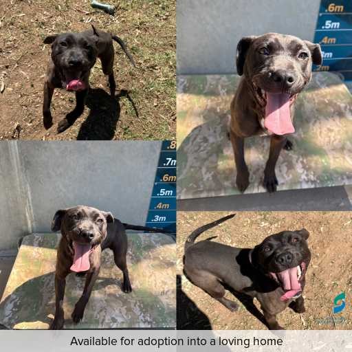 Photo of dog with ID of : D250474.