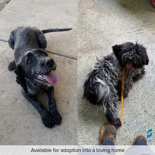 Photo of dog with ID of : D250486.
