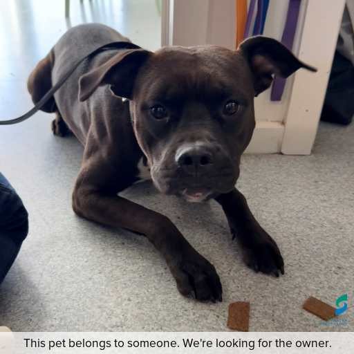 Photo of dog with ID of : D260266.