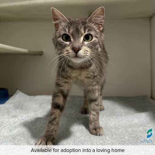 Photo of cat with ID of : C250990.