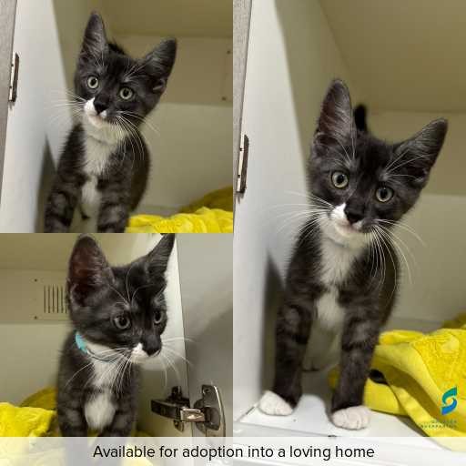 Photo of cat with ID of : C251175.