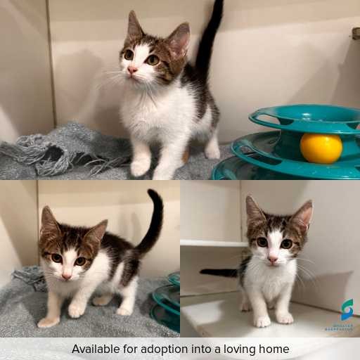 Photo of cat with ID of : C251185.