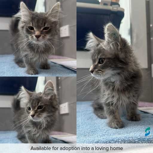 Photo of cat with ID of : C251285.