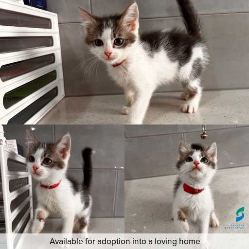 Photo of cat with ID of : C251292.