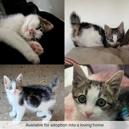 Photo of cat with ID of : C251295.