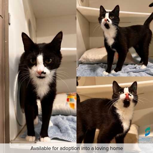 Photo of cat with ID of : C251325.