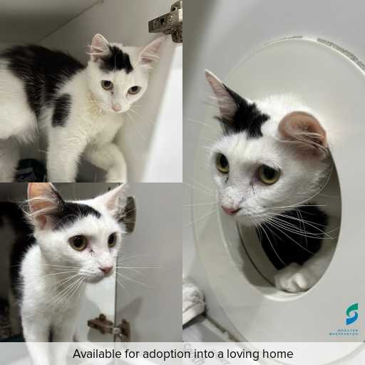 Photo of cat with ID of : C260013.