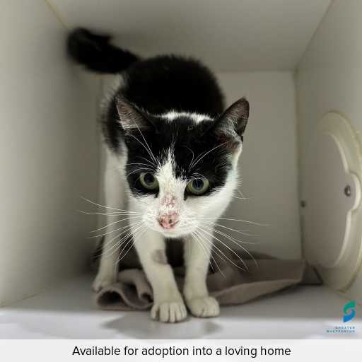 Photo of cat with ID of : C260015.