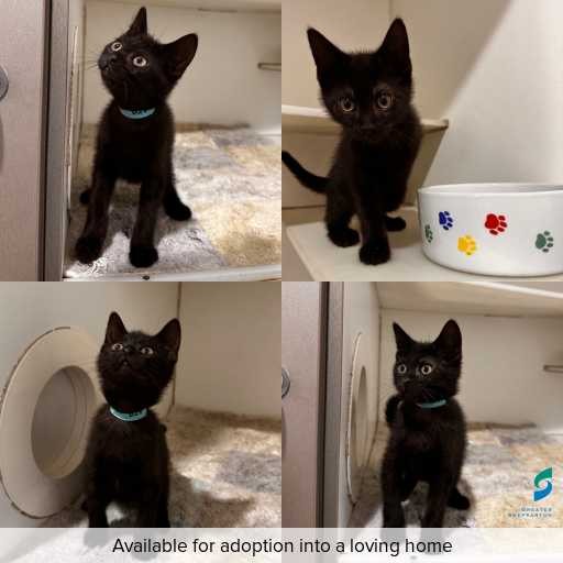 Photo of cat with ID of : C260028.