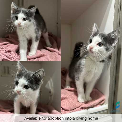 Photo of cat with ID of : C260047.