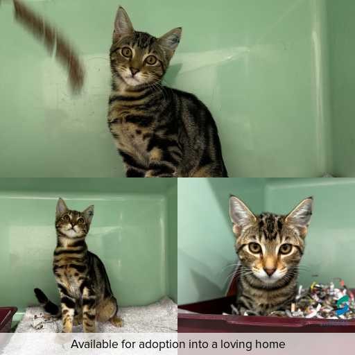 Photo of cat with ID of : C260050.