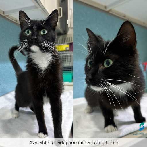 Photo of cat with ID of : C260052.