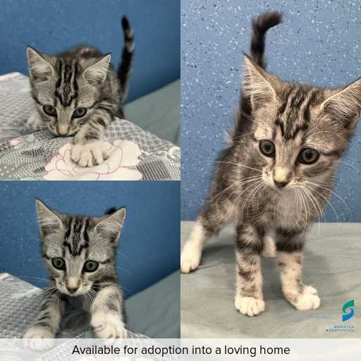 Photo of cat with ID of : C260055.