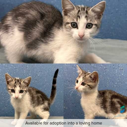 Photo of cat with ID of : C260056.