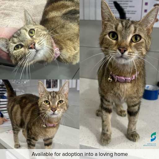 Photo of cat with ID of : C260065.