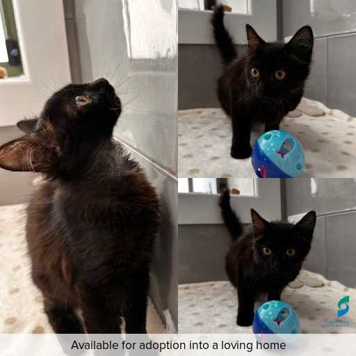 Photo of cat with ID of : C260125.