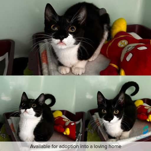 Photo of cat with ID of : C260177.