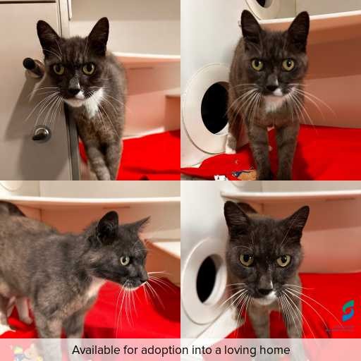 Photo of cat with ID of : C260188.