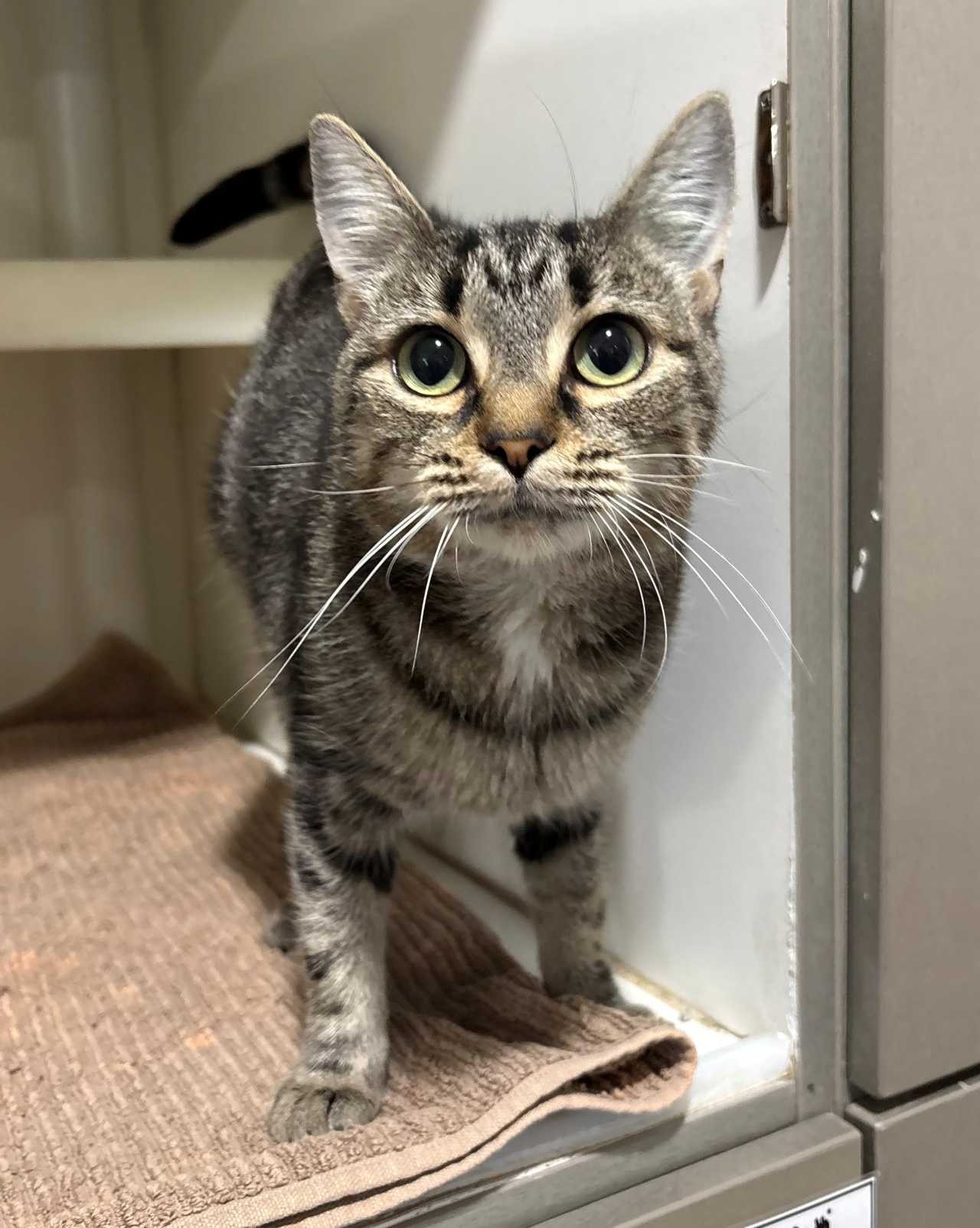C260194 Mishka