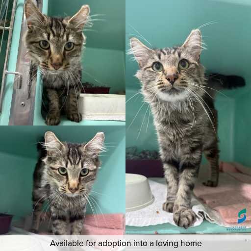 Photo of cat with ID of : C260200.