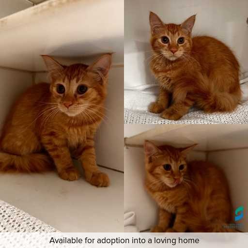 Photo of cat with ID of : C260220.