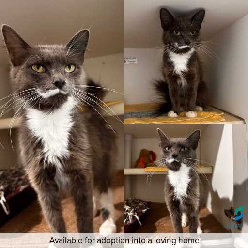 Photo of cat with ID of : C260241.