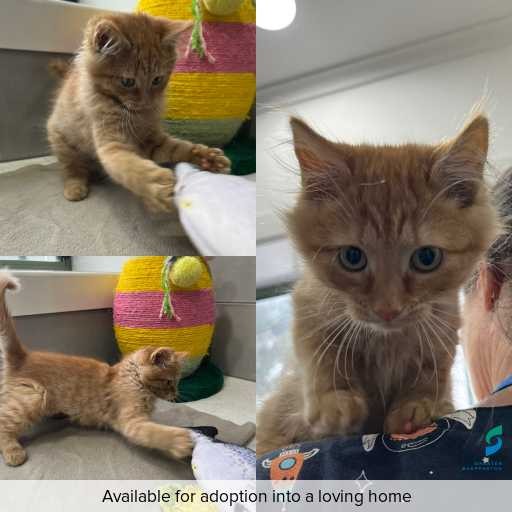 Photo of cat with ID of : C260248.