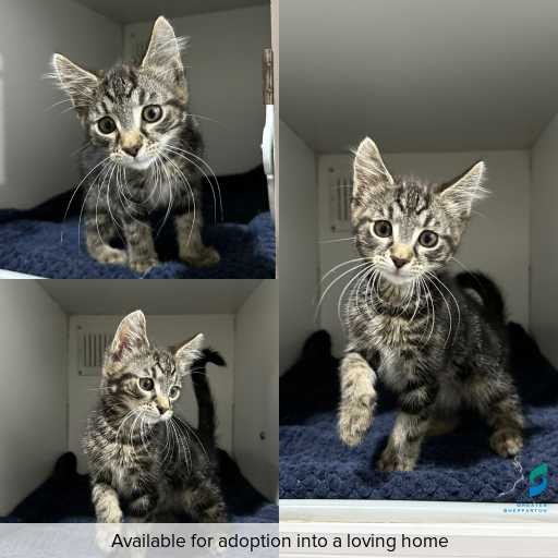 Photo of cat with ID of : C260253.