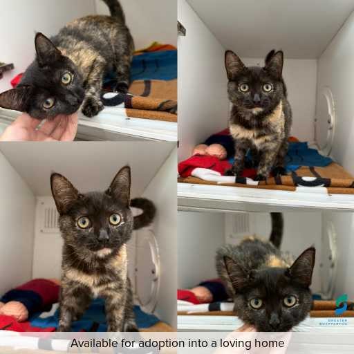 Photo of cat with ID of : C260277.