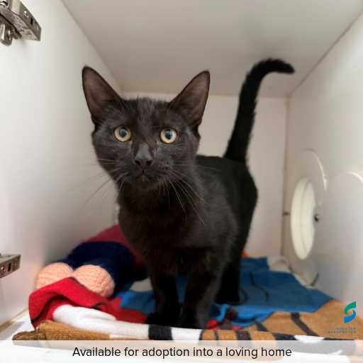 Photo of cat with ID of : C260278.