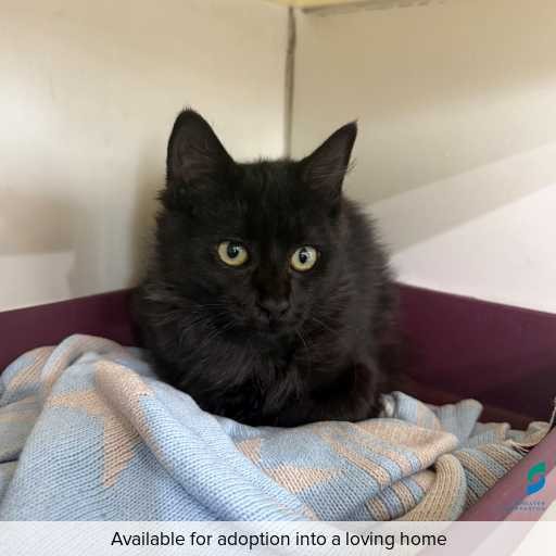 Photo of cat with ID of : C260350.