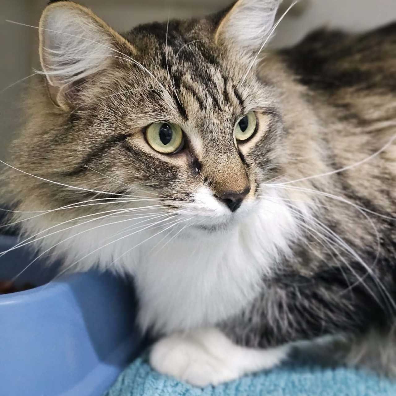 C260355 Frankie