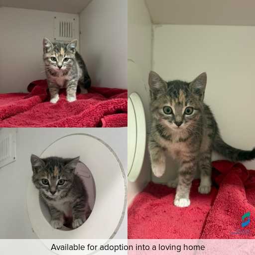 Photo of cat with ID of : C260364.
