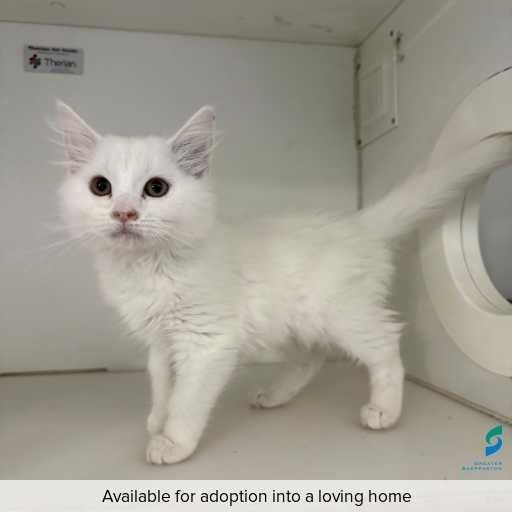 Photo of cat with ID of : C260381.