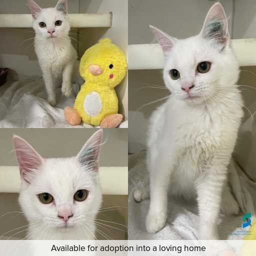 Photo of cat with ID of : C260382.