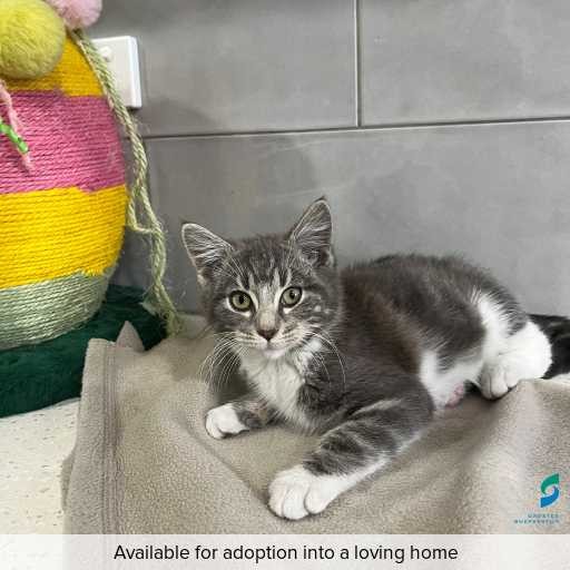 Photo of cat with ID of : C260383.
